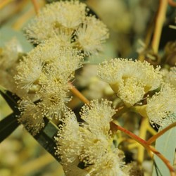 flowering gum in the Canyon 