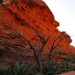brilliant red rocks along the walk