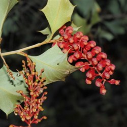 holly grevillea