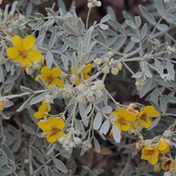wildflower at Wallace Rockhole