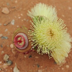 flowering gum - Wallace Rockhole