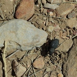 beetle on walk to Mt Sonder summit