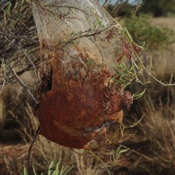 insect nest in tree