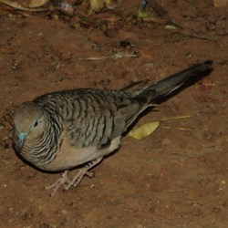 peaceful dove at Trephina