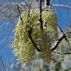 flower at Simpsons gap