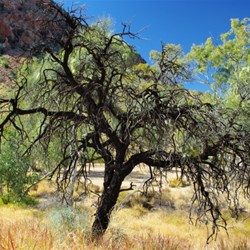 spectacular tree at Simpsons Gap