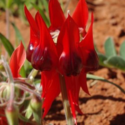 Sturts desert pea