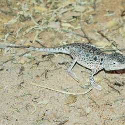lizard at the Desert park