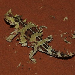 thorny devil