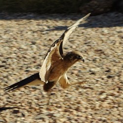 falcon at the Desert park