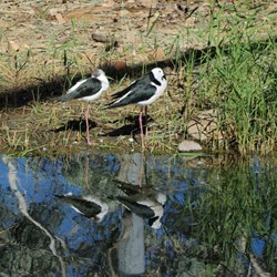 black and white birds