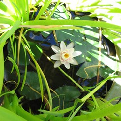 Lily pond in our backyard