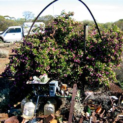 Lone Bougainvillea growing at the abandon town of Siberia WA