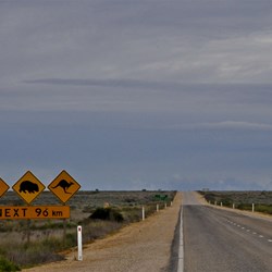 Camels Wombats & Kangaroos