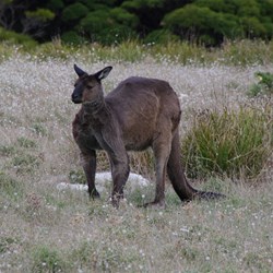 Kangaroo Island Kangaroo