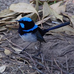 Blue Wrens were common across the Island