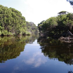 The Chapman River