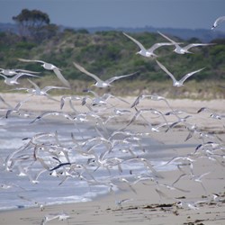 Terns at Antechamber Bay