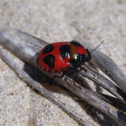 Small bug at Antechamber Bay