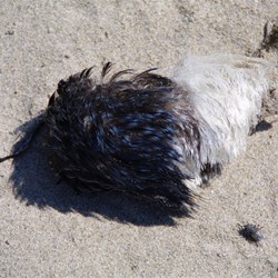 Remains of dead Penguin on the beach - they realy have feathers