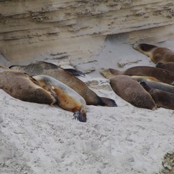 Australian Sea Lions at Seal Bay