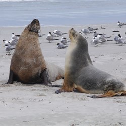 Two male Australian Sea Lions