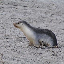 Young pup looking for mum
