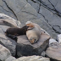 New Zealand Fur Seals at Admirals Arch