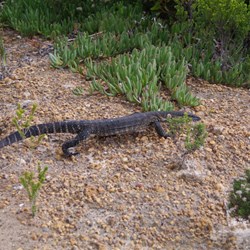 Kangaroo Island Heath Goanna