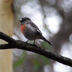 Kangaroo Island Scarlet Robin on Harveys Return Hike