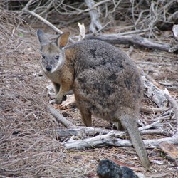 Tammar Wallaby