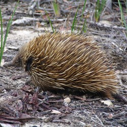 We came across many Echidna's on the Island