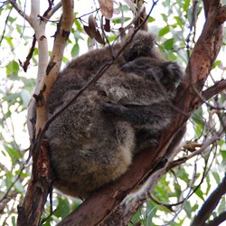 This mother and baby Koala was above our tent for 3 nights