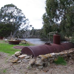 Old Eucalyptus Still at Duck Lagoon