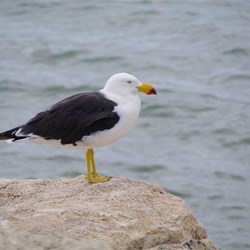 Pacific Gull at Emu Bay