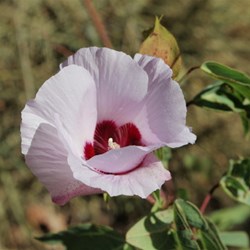 Sturts desert rose