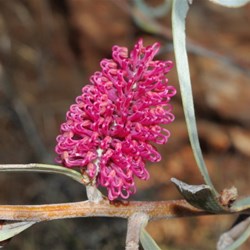 Mountain Hakea on Mt Sonder