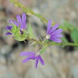 tiny purple flower at Trephina Gorge