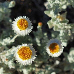 everlasting daisy - Trephina