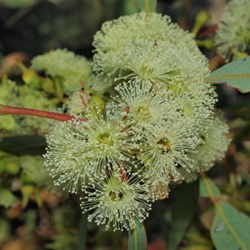 blossom on tree at Trephina 