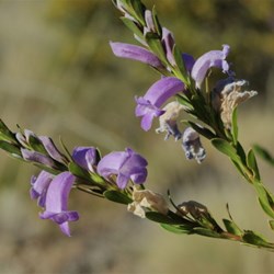 purple flower in bloom at Trephina