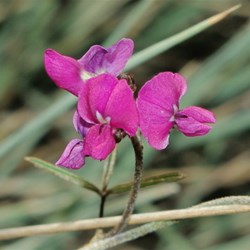 cerise tiny flower at Trephina