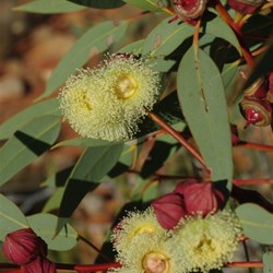 flowering gum?