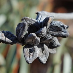 seed pod of the Mountain hakea