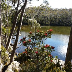 Lake Dobson - Mt Field NP