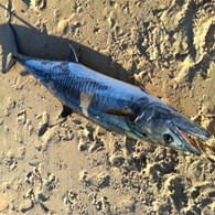 Glorious days at Ningaloo