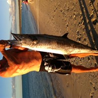 One of the many Mackerel 25kgs