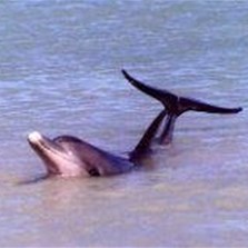 Dolphin at Shark Bay