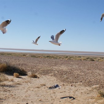 Seagulls at Lake Eyre South
