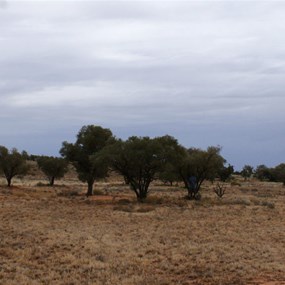 The Pedirka Desert country - morning tea stop near Mt Sarah